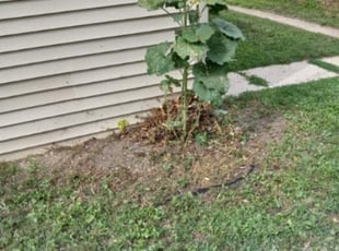 Bush Trimming by Jerome Glenn for Lynn P. in Milwaukee, WI