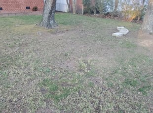 Leaf Removal by Evan July for Lindsay C. in Richmond, VA