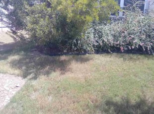 Weeding by Mark DeLeon for Laura C. in Austin, TX