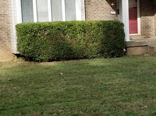 Bush Trimming by James Smith for Sid M. in Louisville, KY