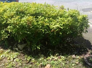 Bush Trimming by Enrique Juarez for Kristian L. in Kennesaw, GA