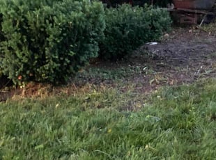 Bush Trimming by Ricardo Binyard Jr for Brenda B. in Detroit, MI