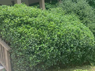 Bush Trimming by Miatece Hodge for Yaser A. in Powder Springs, GA