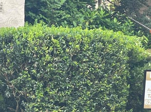 Bush Trimming by Vinnie Vazquez for Xiaoming Y. in Orlando, FL