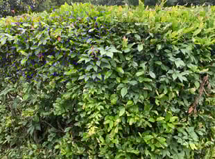 Bush Trimming by Antonio Barnes for eric w. in Savannah, GA