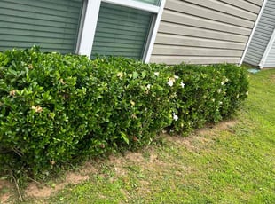 Bush Trimming by Marc Yero for Kim h. in Hiram, GA