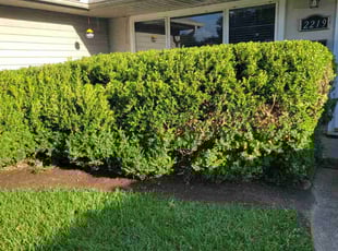 Bush Trimming by Edwardo Torres for Max F. in Houston, TX