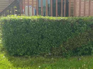 Bush Trimming by Josh Brockett for Michael F. in Liverpool, NY