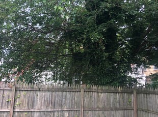 Bush Trimming by Robert Edwards for Amanda V. in Wilmington, DE