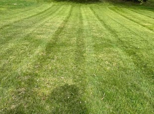 Yahel V.'s Lawn Mowing service result