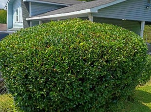 Bush Trimming by Thomas Patillo for Benjamin H. in Macon, GA