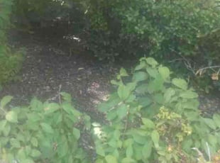 Weeding by Gralin Johnson for Molly D. in Westworth Village, TX
