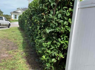Bush Trimming by Jose Flores for Ben F. in Bradenton, FL