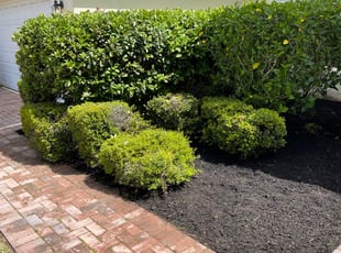 Mulching by Carlos Robles for WILLIAM m. in Davenport, FL