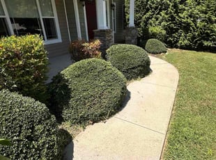 Bush Trimming by Savana Cao for Signe S. in Arden, NC