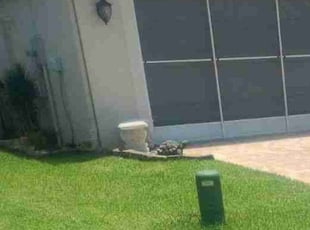 Elizabeth G.'s Lawn Mowing service result