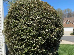 Bush Trimming by Ron Goldshmid for Jason D. in Charlotte, NC
