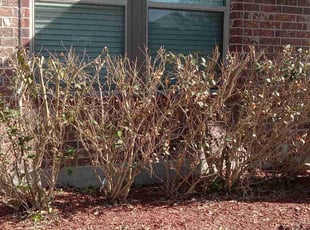 Bush Trimming by Alexis Perez for Kemberlee J. in Katy, TX