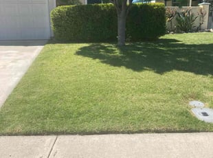 Andrew B.'s Lawn Mowing service result