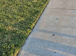 Nancy S.'s Grass Cutting service result