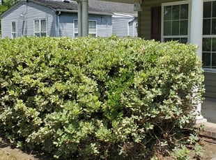 Bush Trimming by Danielle Patterson for Praneeth N. in Norfolk, VA