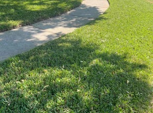 Curt C.'s Yard Cutting service result