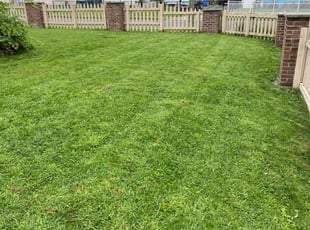 Silvia D.'s Lawn Care service result