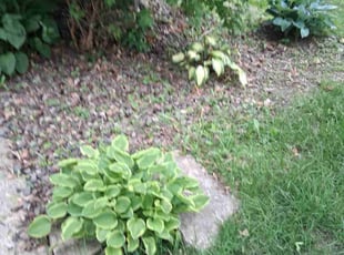 Weeding by Jennifer Owens for Bobbie K. in Madison, WI