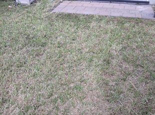 Landscaping by Dana Carlson for Ammar Q. in Hialeah, FL