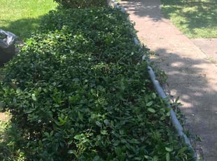 Bush Trimming by Juan Uribe for Rick G. in Dallas, TX