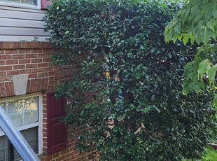 Bush Trimming by Gustavo Martinez for Danielle L. in Woodbridge, VA