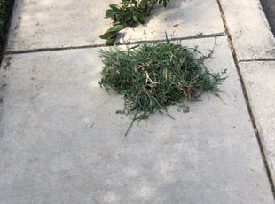 Weeding by Bradley Matthiesen for Sergio R. in Helotes, TX