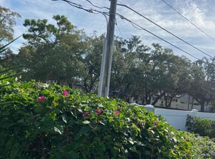 Bush Trimming by Felipe Dothe for Rita K. in Tarpon Springs, FL