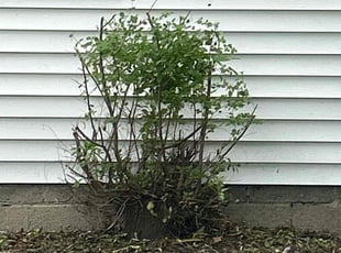 Bush Trimming by Shane Fellers for Darius G. in Taylor, MI