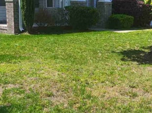 Weeding by Brandon Haney for Kimberly C. in Chesapeake, VA
