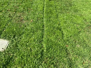 Ricardo J.'s Lawn Maintenance service result