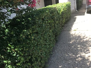 Bush Trimming by Juan Uribe for Tina R. in Dallas, TX