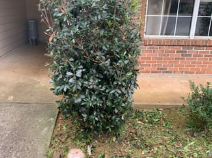 Bush Trimming by Justin Straton for Michelle M. in Acworth, GA