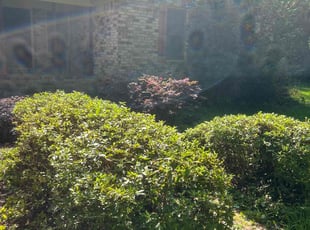 Bush Trimming by Sharone Kinlock Sr for Lee T. in Hollywood, SC