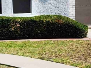 Bush Trimming by Sergio Garcia for Constance T. in Los Angeles, CA