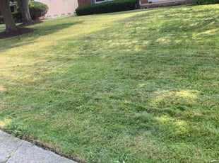 Binu N.'s Lawn Maintenance service result