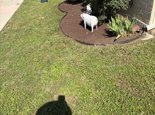 Weeding by William Tharpe for Mark G. in Denton, TX