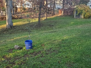 Cleanups by Rose Valle for Steve P. in Manassas, VA