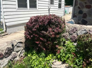 Bush Trimming by Xavier Thomas for Demetrius W. in Milwaukee, WI