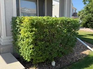 Bush Trimming by sebastian escalante hernandez for Stanley J. in Denver, CO