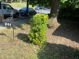 Bush Trimming by Deven Coles for Floyd G. in Philadelphia, PA