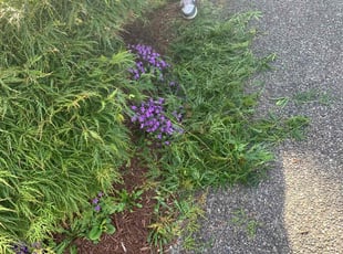 Bush Trimming by Todd Gauthun for Emily G. in Renton, WA