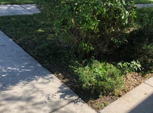 Bush Trimming by Genet Rena for Agnes R. in Orlando, FL