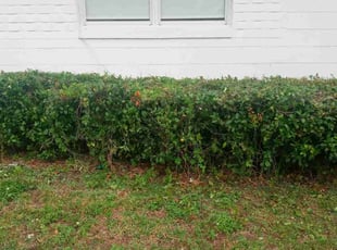 Bush Trimming by Marvel Carmichael for Joey G. in Orlando, FL