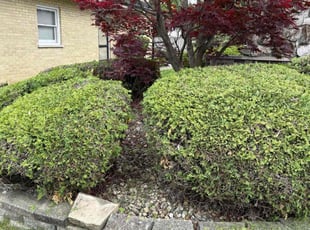 Bush Trimming by Michael Scott for Cyndy c. in Westmont, IL